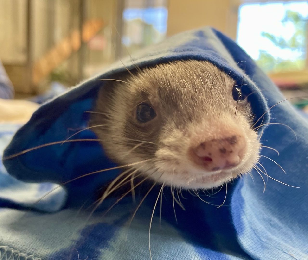 Playful, spunky' education ferret, Parker, dies at ZooAmerica in Hershey -  Q'Hubo News